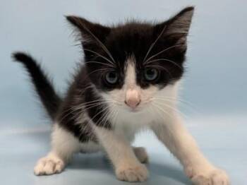 Winston -  Domestic Short Hair Cat for Adoption in Golden Valley, Minnesota - Winston | PetCurious