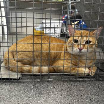 Orange Kitty -  Domestic Short Hair Cat for Adoption in Montgomery, Alabama - Orange Kitty | PetCurious
