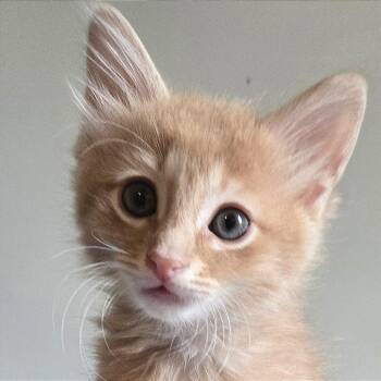 Gimli -  Domestic Short Hair Cat for Adoption in Cumming, Georgia - Gimli | PetCurious