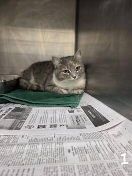 NOTIA -  Domestic Short Hair Cat for Adoption in Hagerstown, Maryland - NOTIA | PetCurious