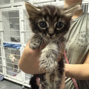 Domestic Medium Hair and Tabby Cats Available for Adoption in Columbia, South Carolina - Starfish | PetCurious