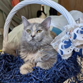 Domestic Long Hair Cats Available for Adoption in Smithfield, North Carolina - Perla | PetCurious