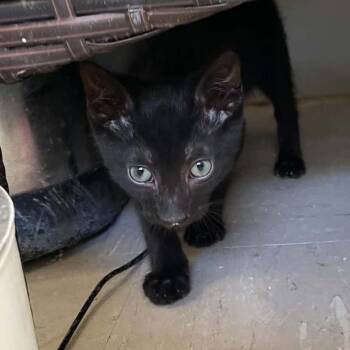 Bamm Bamm -  Domestic Short Hair Cat for Adoption in St. Helena, California - Bamm Bamm | PetCurious