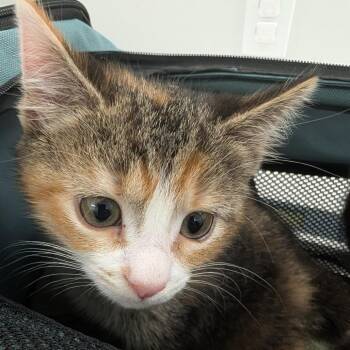 Thelma -  Domestic Medium Hair Cat for Adoption in Winston-salem, North Carolina - Thelma | PetCurious