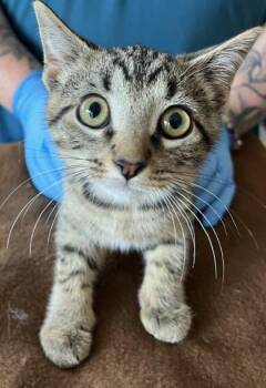 Leo -  Domestic Short Hair Cat for Adoption in Westland, Michigan - Leo | PetCurious