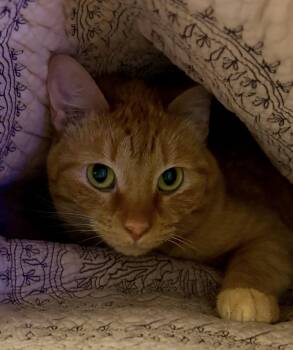 Sunny -  Domestic Short Hair Cat for Adoption in Nashville, Tennessee - Sunny | PetCurious