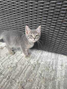 Rescue Domestic Short Hair Cats for Adoption in Deltona, Florida - Todd | PetCurious