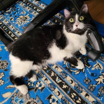 Rescue Domestic Short Hair Cats for Adoption in Philadelphia, Pennsylvania - Odette (special Needs) | PetCurious