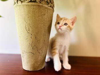 Rescue Domestic Short Hair Cats for Adoption in Gradyville, Kentucky - Peaches | PetCurious