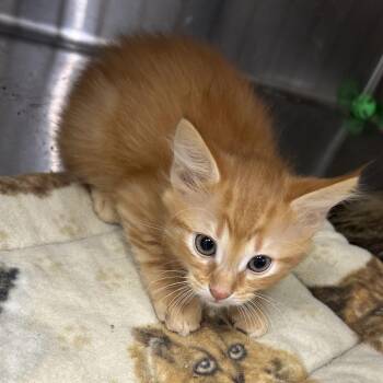 Frito -  Domestic Short Hair Cat for Adoption in Hannibal, Missouri - Frito | PetCurious