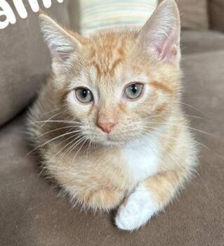 Wambus Troubleham -  Domestic Short Hair Cat for Adoption in Hobart, Indiana - Wambus Troubleham | PetCurious