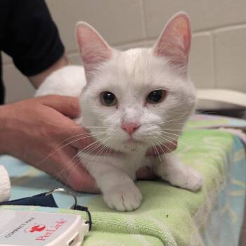 Domestic Short Hair Cats Available for Adoption in Bristol, Indiana - Aolani | PetCurious
