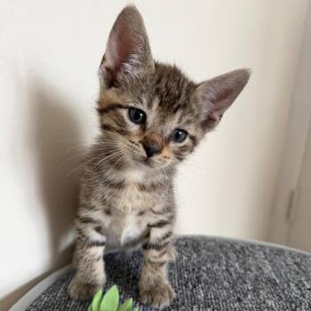 Hash Brown 2 -  Domestic Short Hair Cat for Adoption - Hash Brown 2 | PetCurious