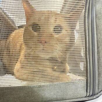 Sour Patch Kid -  Domestic Short Hair Cat Available for Adoption in Winston-salem, North Carolina - Sour Patch Kid | PetCurious