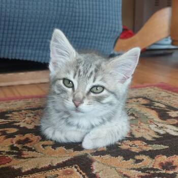 Mousse -  Domestic Short Hair Cat for Adoption in Santa Rosa, California - Mousse | PetCurious