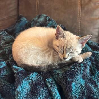 Valerie -  Domestic Short Hair Cat for Adoption in Washougal, Washington - Valerie | PetCurious