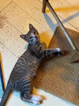 Azure aka Fennel -  Domestic Short Hair Cat for Adoption in Gorham, Maine - Azure Aka Fennel | PetCurious