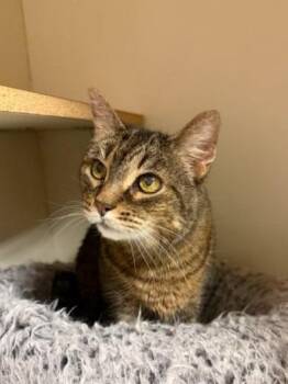 Lucy -  Domestic Short Hair Cat for Adoption in Windsor, Connecticut - Lucy | PetCurious
