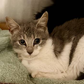 Rescue Domestic Short Hair Cats for Adoption in Evensville, Tennessee - Elsa | PetCurious