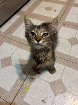 Bella -  Domestic Short Hair Cat for Adoption in Mokena, Illinois - Bella | PetCurious