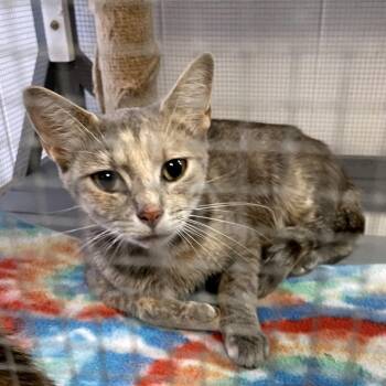 Merrell -  Domestic Short Hair Cat for Adoption in Brownsboro, Alabama - Merrell | PetCurious