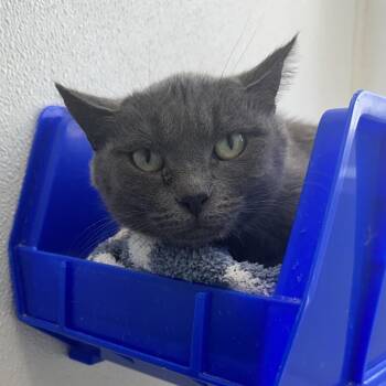Dakota C2 -  Domestic Short Hair Cat for Adoption in Union, Missouri - Dakota C2 | PetCurious