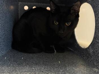 Christopher -  Domestic Short Hair Cat for Adoption in New York, New York - Christopher | PetCurious