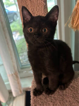 Rescue Domestic Short Hair Cats for Adoption in Virginia Beach, Virginia - Atlas | PetCurious