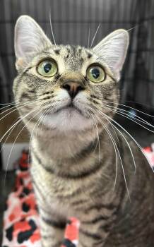 Rescue Domestic Short Hair Cats for Adoption in Westfield, Massachusetts - Athena | PetCurious