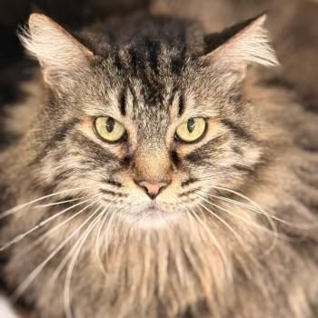 Domestic Long Hair Cats Available for Adoption - Bella Rosa | PetCurious