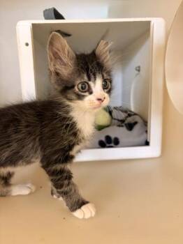 Bert -  Domestic Short Hair Cat for Adoption in Kalispell, Montana - Bert | PetCurious