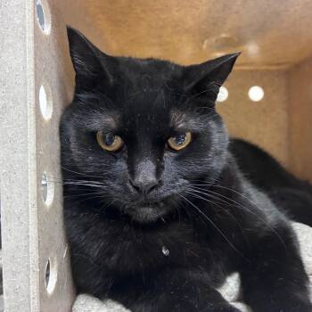 Bezel -  Domestic Short Hair Cat for Adoption in Reno, Nevada - Bezel | PetCurious