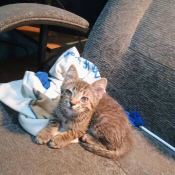 Sprout -  Domestic Short Hair Cat for Adoption in Farmington, Minnesota - Sprout | PetCurious