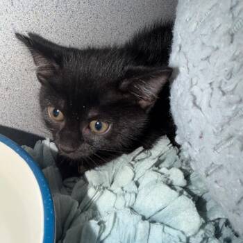 No Tail -  Domestic Short Hair Cat for Adoption in Port Charlotte, Florida - No Tail | PetCurious