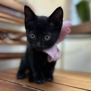 Poppy Garden -  Bombay and Domestic Short Hair Cat Available for Adoption in Friendswood, Texas - Poppy Garden | PetCurious