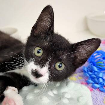Winnie 2 -  Domestic Short Hair Cat for Adoption in Cumming, Georgia - Winnie 2 | PetCurious