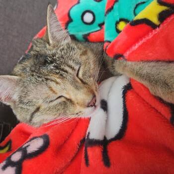 Erika -  Domestic Short Hair Cat for Adoption in Riverwoods, Illinois - Erika | PetCurious