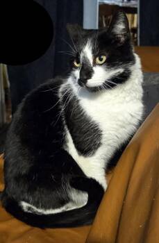 Domestic Short Hair Cats Available for Adoption - Snippet | PetCurious