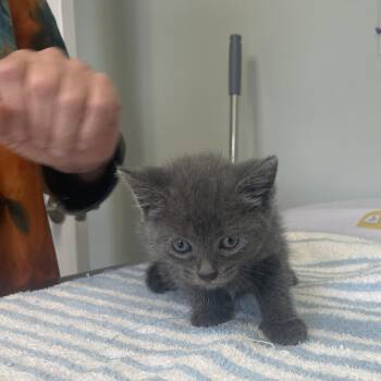 Cadence -  Domestic Short Hair Cat for Adoption in Cumming, Georgia - Cadence | PetCurious