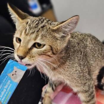 Ice Break -  Domestic Short Hair Cat for Adoption in Kansas City, Missouri - Ice Break | PetCurious