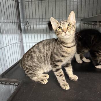 Scottie -  Domestic Short Hair Cat for Adoption in Albemarle, North Carolina - Scottie | PetCurious