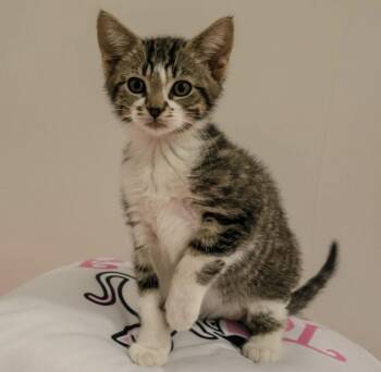 Domestic Short Hair Cats Available for Adoption - **Cat Cafe** Milk | PetCurious