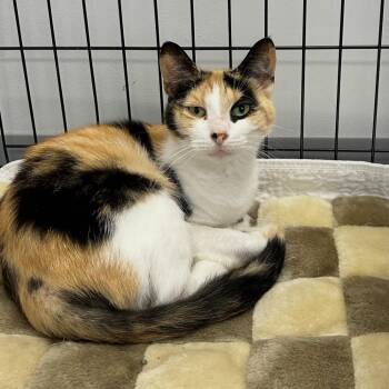 Honey Biscuit -  Domestic Short Hair Cat for Adoption in Watertown, New York - Honey Biscuit | PetCurious
