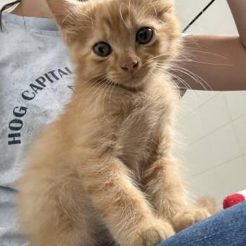 Pops -  American Shorthair and Extra Toes Cat Hemingway Polydactyl Cat for Adoption in Hickory, North Carolina - Pops | PetCurious