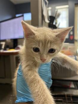 LAPRINCESSA -  Domestic Short Hair Cat for Adoption in San Antonio, Texas - LAPRINCESSA | PetCurious