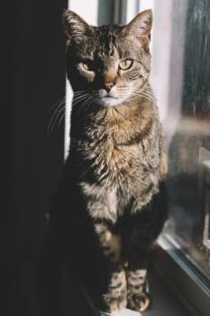 Domestic Short Hair Cats Available for Adoption in Denver, Colorado - Tigger | PetCurious