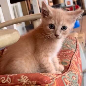 Sandy -  American Bobtail Cat for Adoption in Glocester, Rhode Island - Sandy | PetCurious