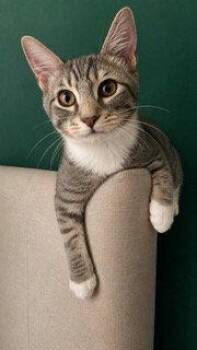 KITTEN JESSE -  Domestic Short Hair Cat for Adoption in Franklin, Tennessee - KITTEN JESSE | PetCurious
