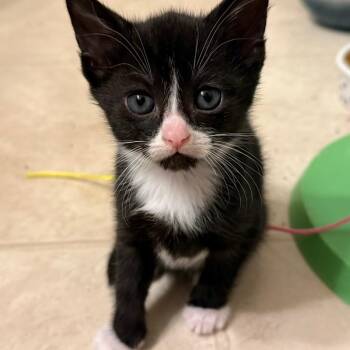 Angelica -  Domestic Short Hair Cat for Adoption in Oak Ridge, Tennessee - Angelica | PetCurious