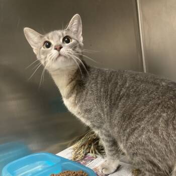 Rescue American Shorthair Cats for Adoption in Galveston, Texas - Jeannette | PetCurious